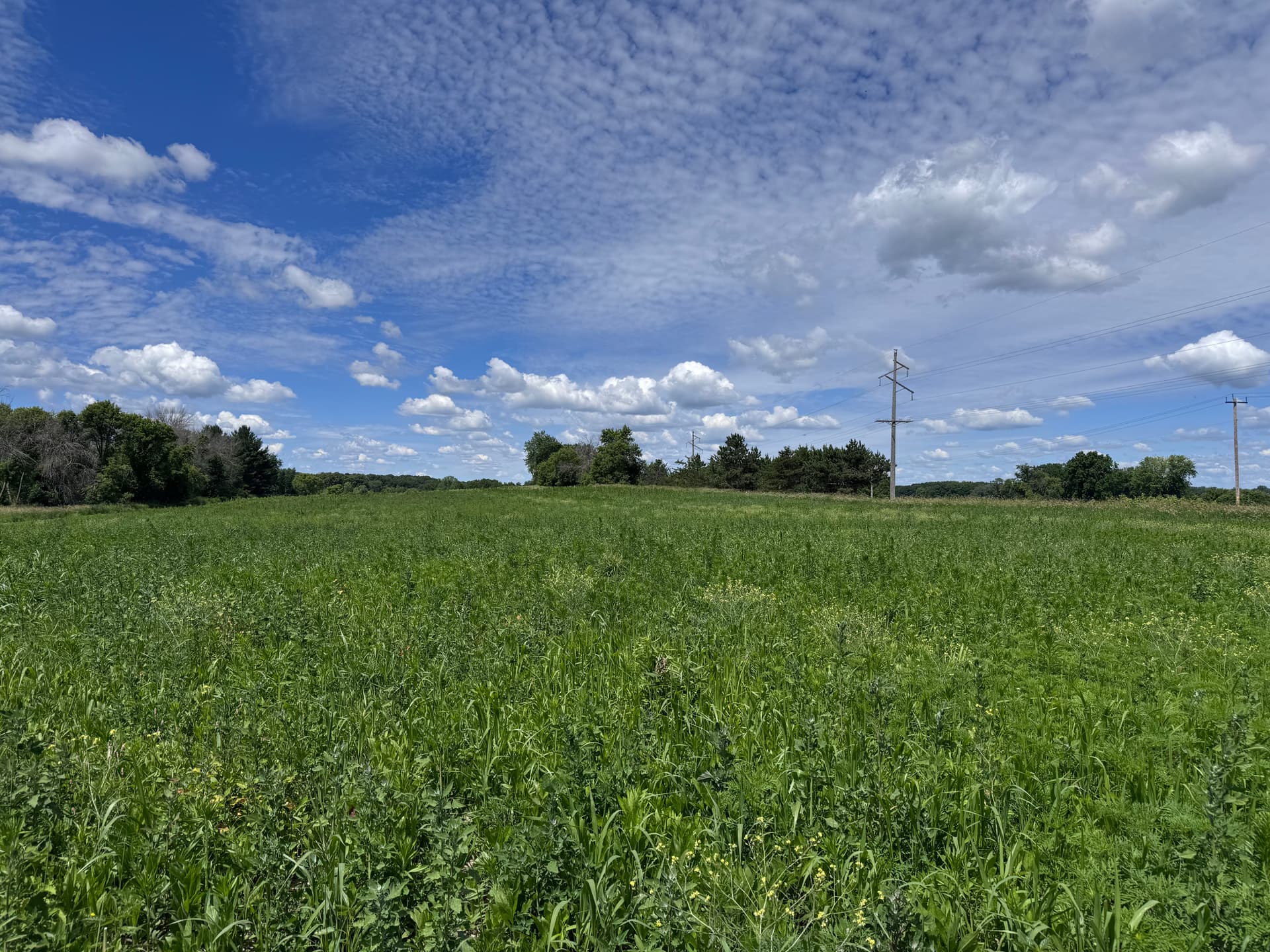 Gallery photos for Pasture Mowing and Brush Clearing for Overgrown Properties: Image #3